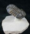 Large Morocops Trilobite On Pedestal of Limestone #13944-1